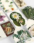 Botanical Correspondence Set