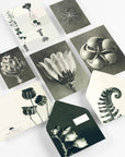 Wonders of Nature Correspondence Set