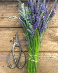 Stainless Garden Scissors