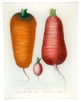 John Derian Short-Horn Carrot & Radishes Tray